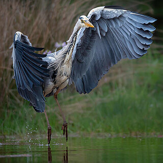 Rothiemurchus - Grey heron